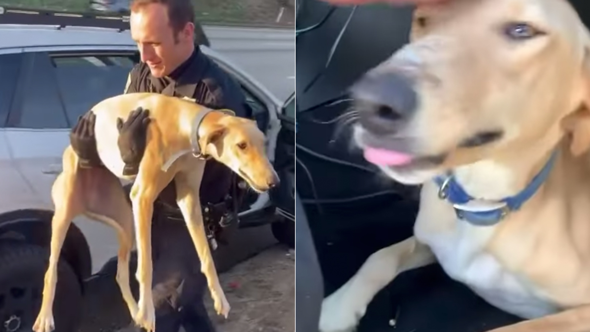 Stills from video posted by the CHP on Dec. 6, 2022 shows an officer rescuing greyhounds on the 60 Freeway.