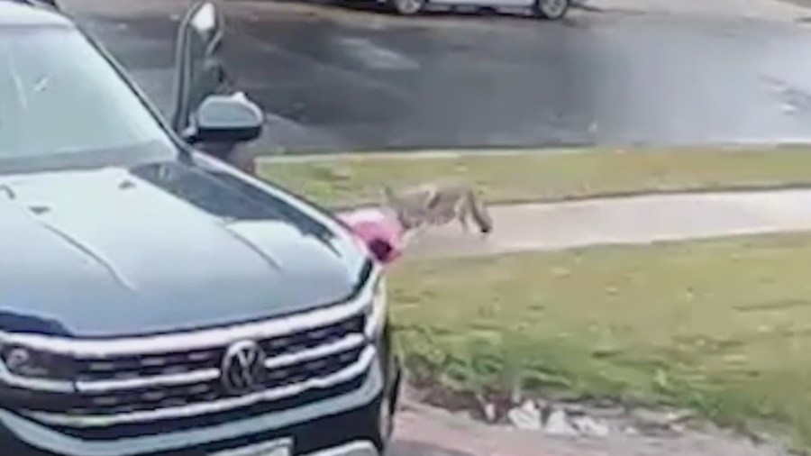 Coyote Attack