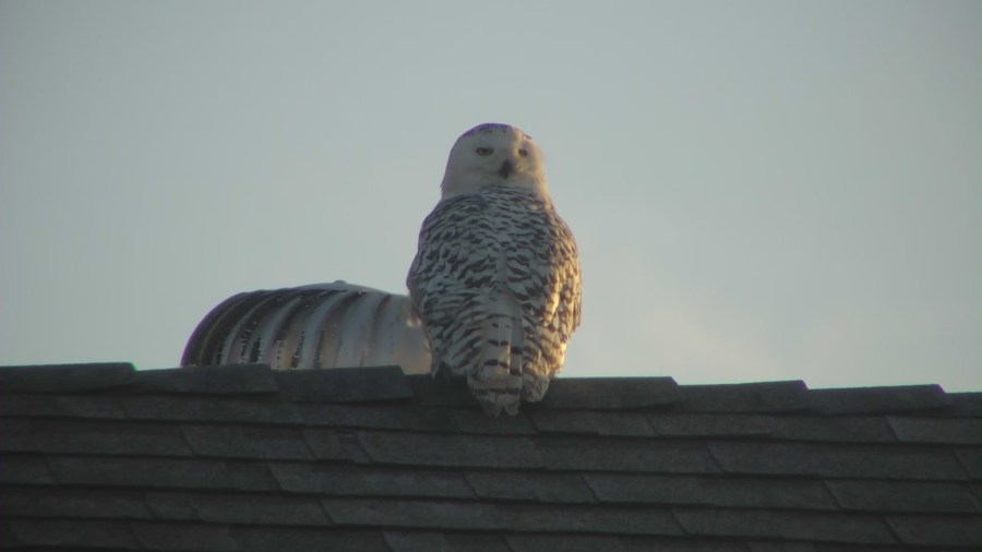 Rare sighting of a snowy owl in Orange County on Dec. 28, 2022. (KTLA)