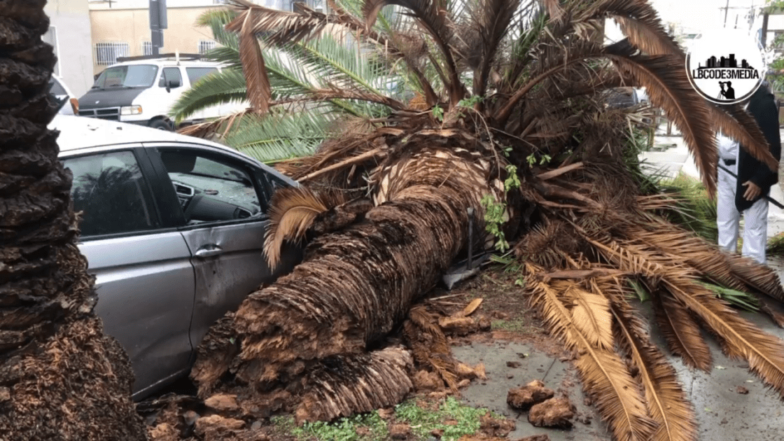 A large palm tree snapped and fell into the roadway in Long Beach, hitting part of a vehicle when it fell on Dec. 11, 2022 (LBCODE3MEDIA)