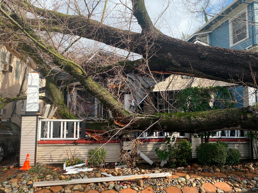 A tree collapsed and ripped up the sidewalk damaging a home in Sacramento on Jan. 8, 2023. (Kathleen Ronayne/Associated Press)