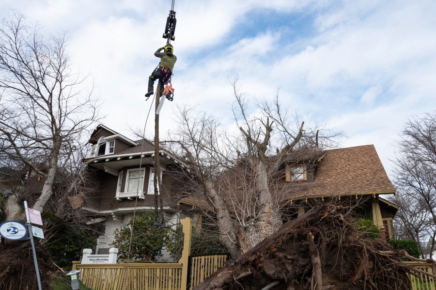 A crane lifts tree removal foreman Francisco Villanueva to assess which branches to remove first from two homes on Capitol Avenue in midtown Sacramento on Jan. 8, 2023. Heavy winds from an overnight storm downed trees and power lines throughout the region. The weather service's Sacramento office said the area should brace for the latest atmospheric river to roar late Sunday and early Monday ashore. (Sara Nevis/The Sacramento Bee via AP)