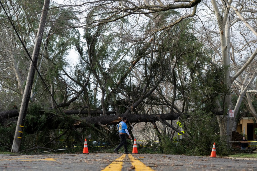 An East Sacramento resident crosses the street in front of a tree blocking H Street near 36th Street in Sacramento on Jan. 8, 2023. (Sara Nevis/The Sacramento Bee via AP)