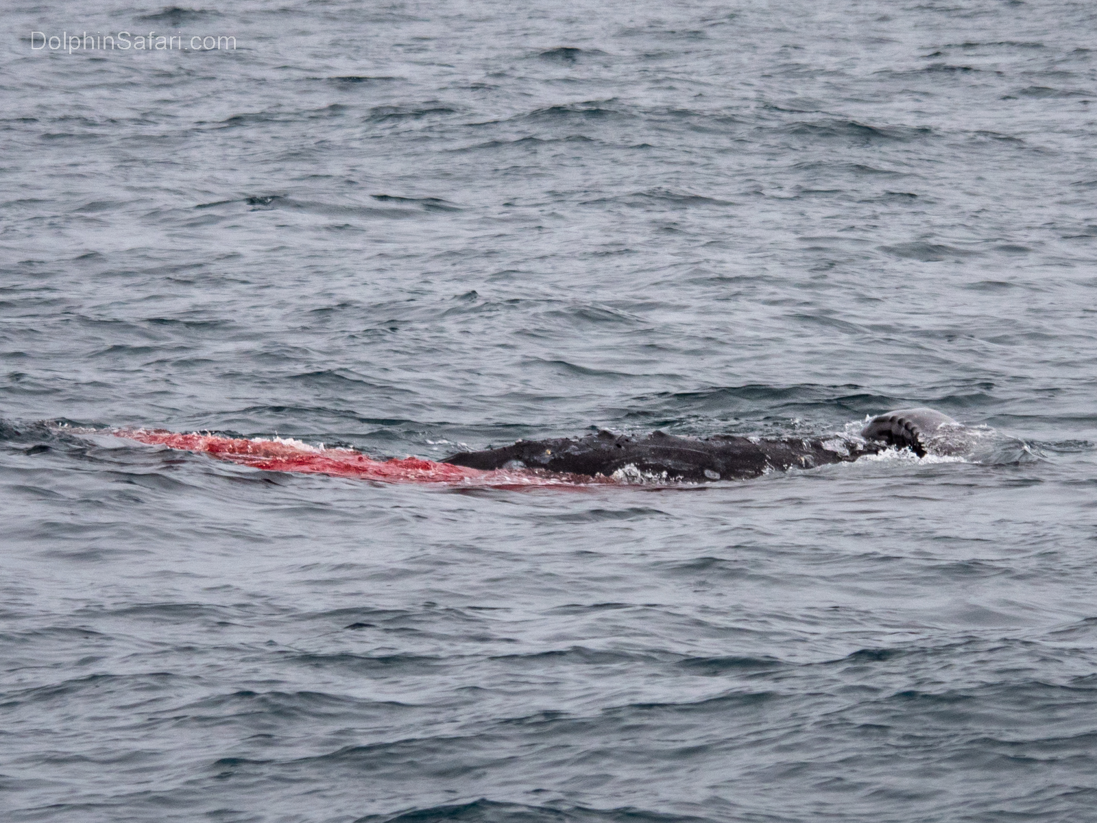 Gray Whale being Born