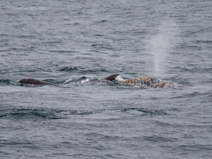 Gray whale being born