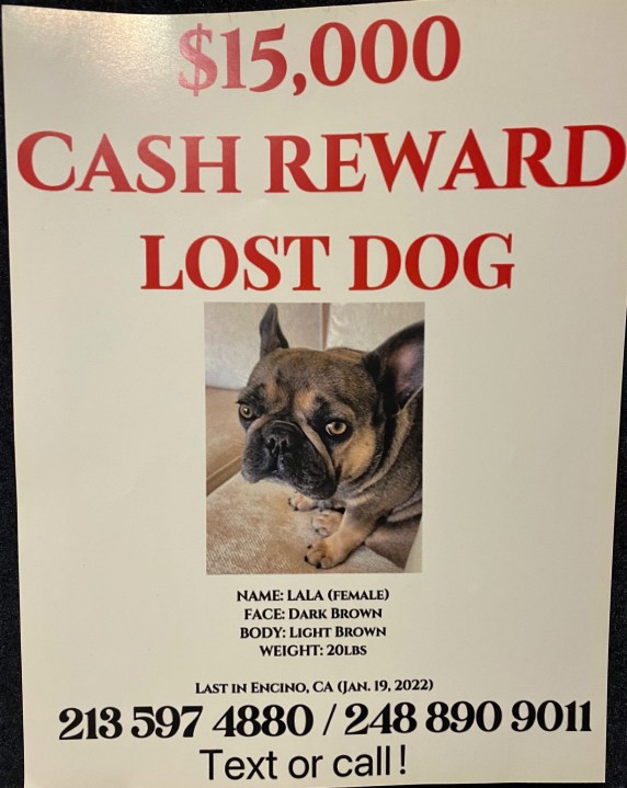 A $15,000 reward is being offered for the safe return of 3-year-old French bulldog Nala.