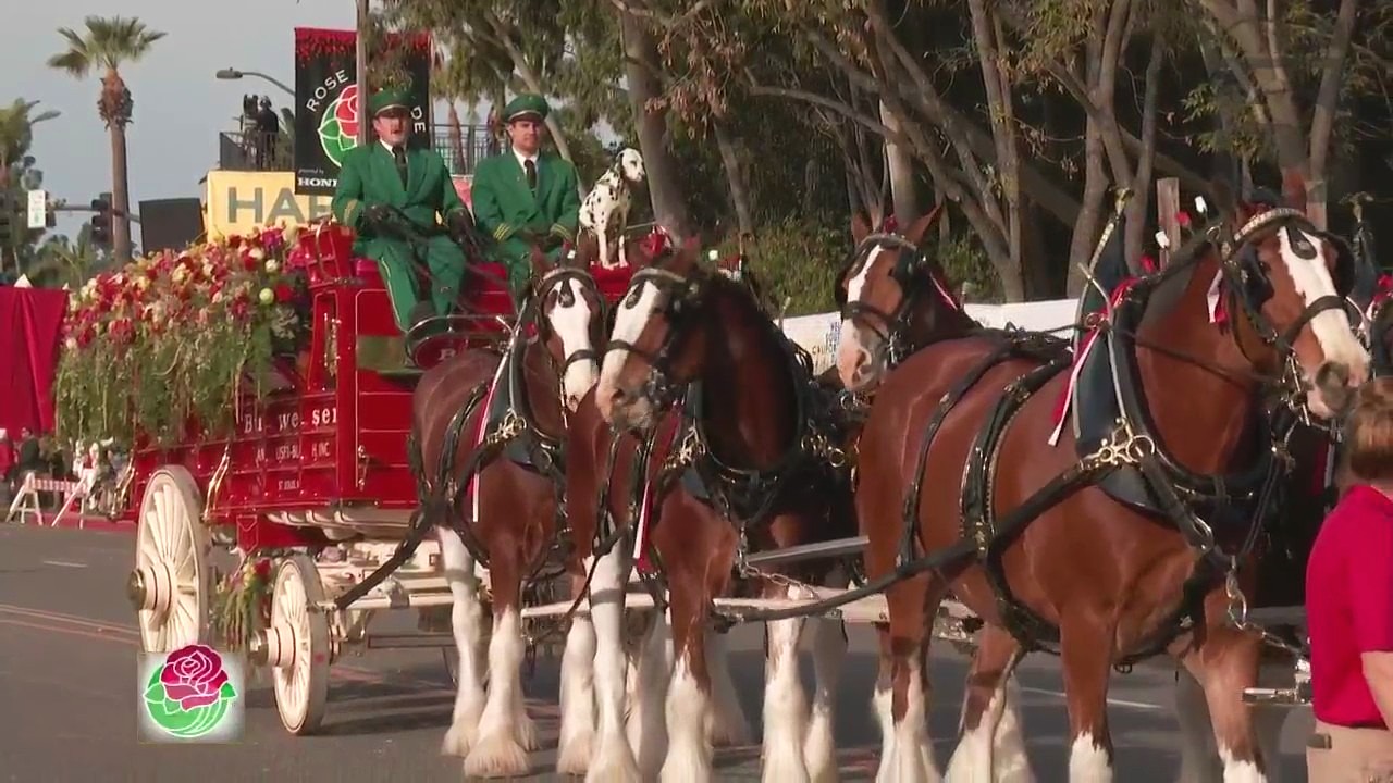 Budweiser Clydesdales