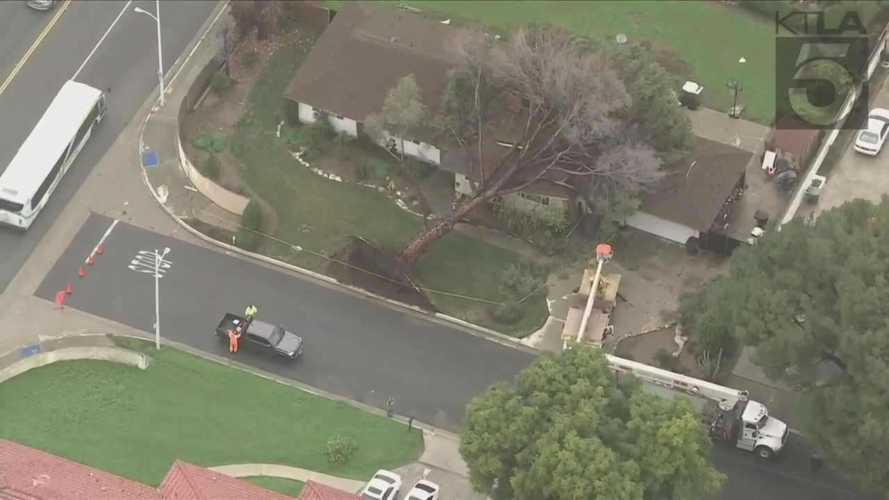 Tree falls onto home