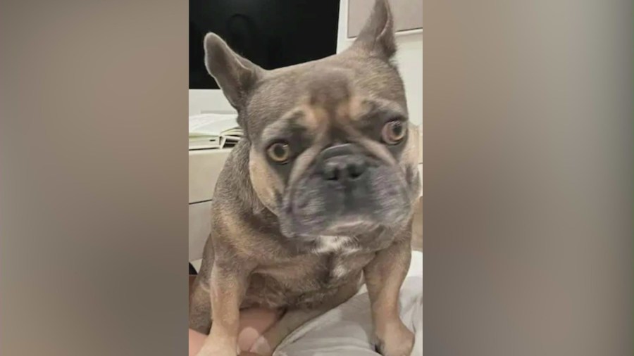 3-year-old French bulldog Nala in a photo provided by the victim.