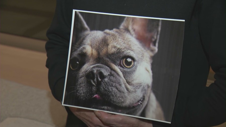 3-year-old French bulldog Nala in a photo provided by the victim.