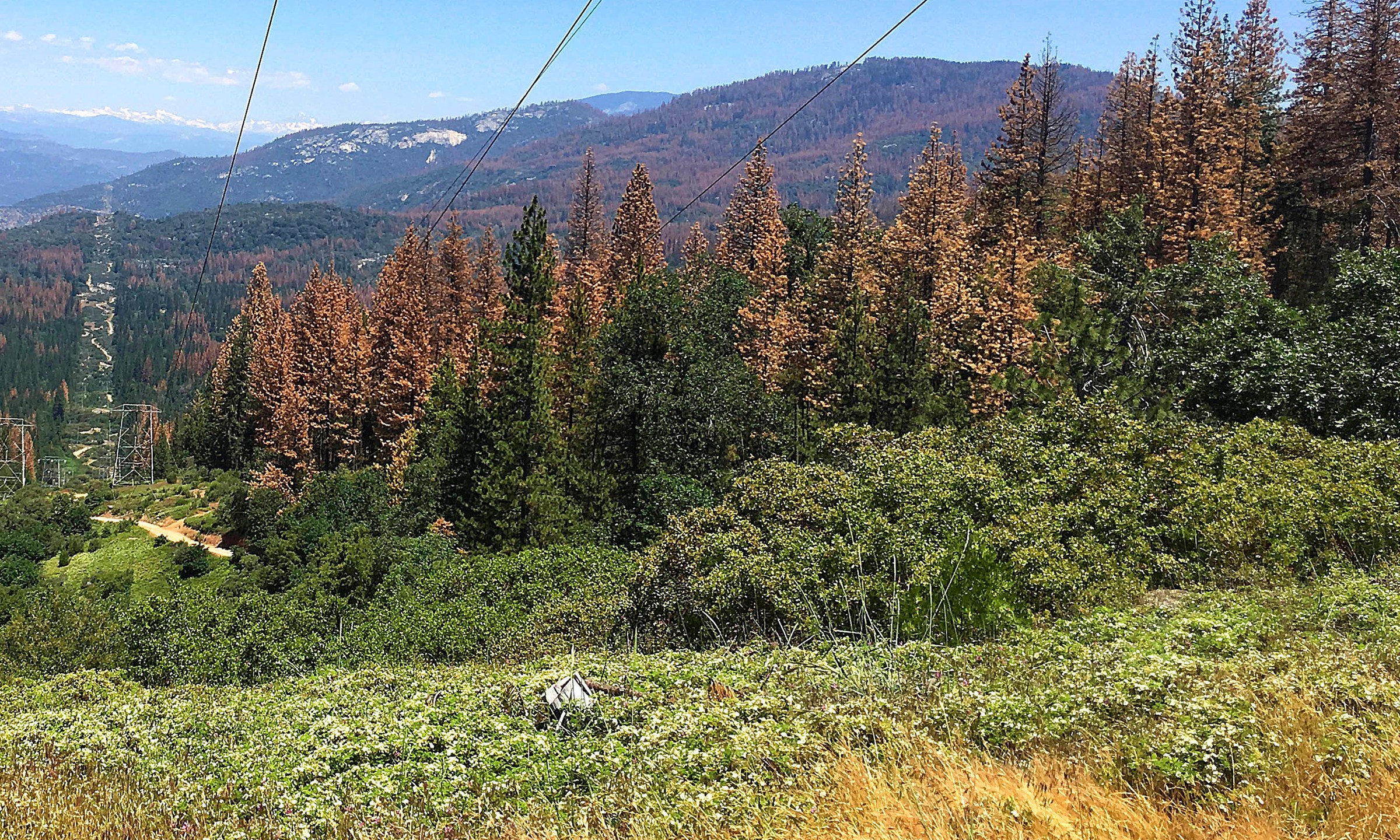 California Dead Trees