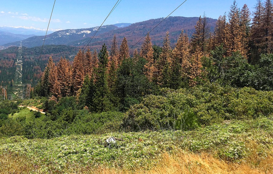 California Dead Trees