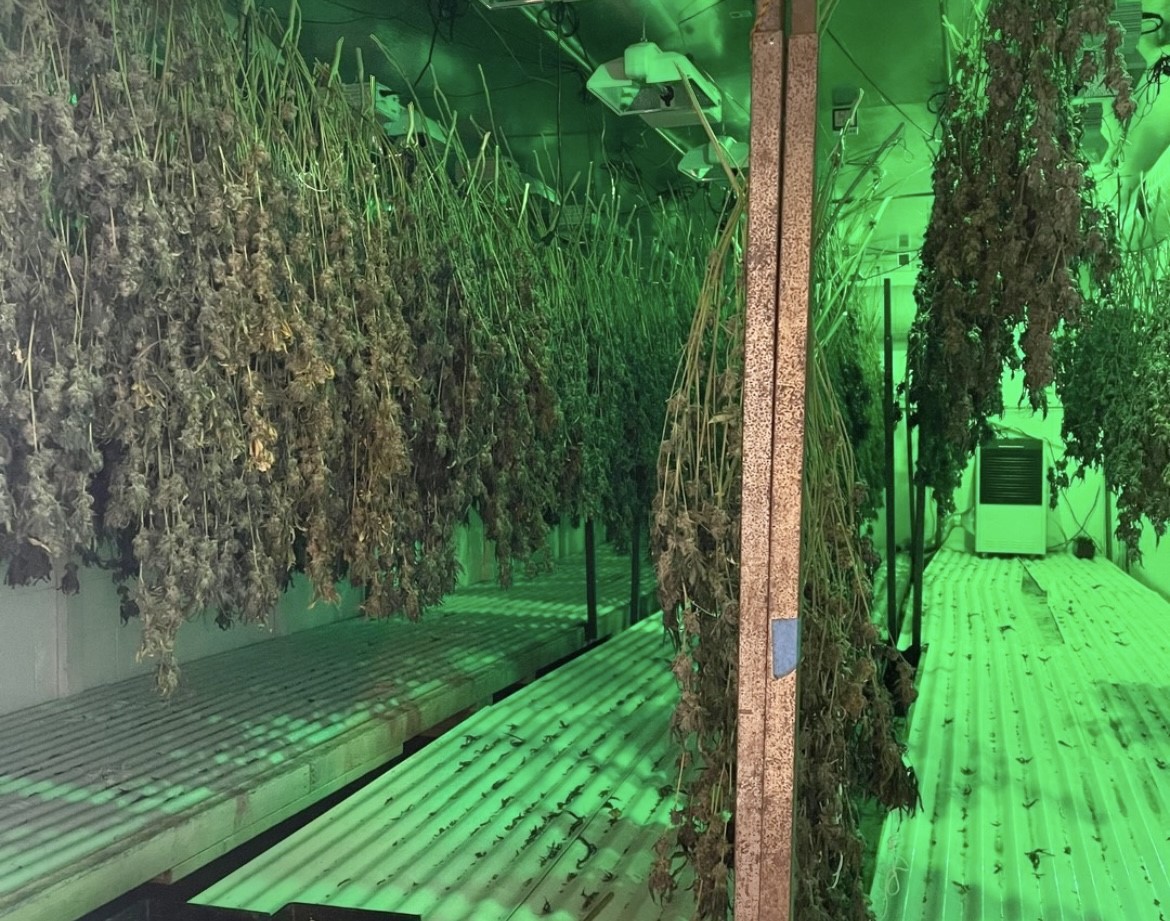 Millions of dollars worth of illegal marijuana plants seized in San Bernardino during a recent crackdown. (San Bernardino Police)