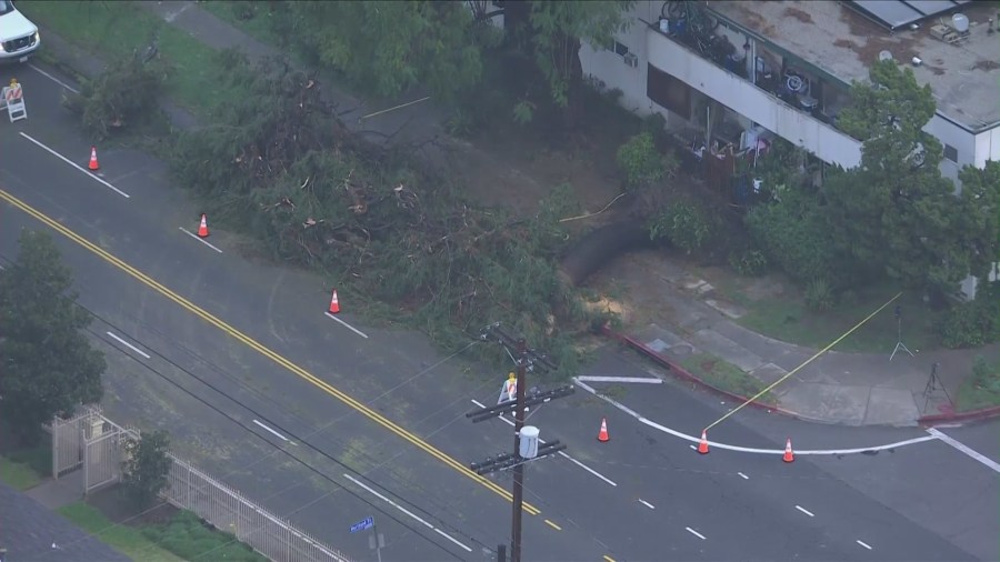 A tree blocking travel on Kester Avenue in Van Nuys