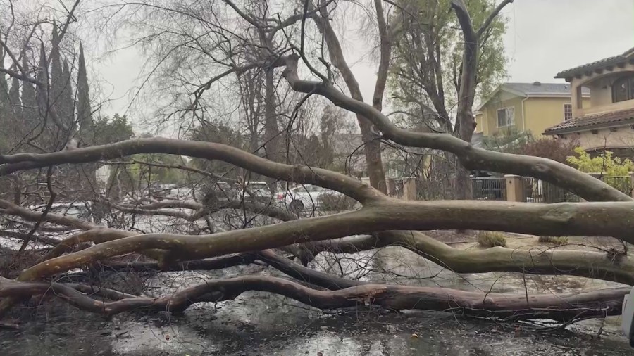 Storms knock down larges trees across SoCal. (KTLA)