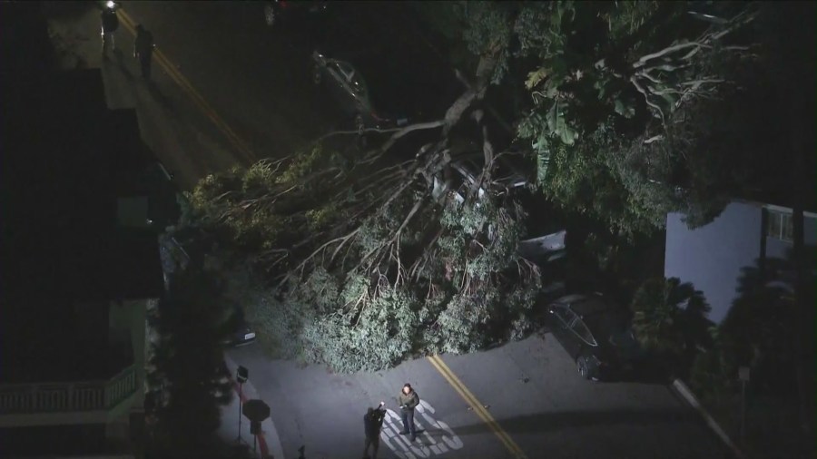 Wind Topples Tree