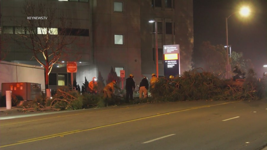 Wind Topples Tree