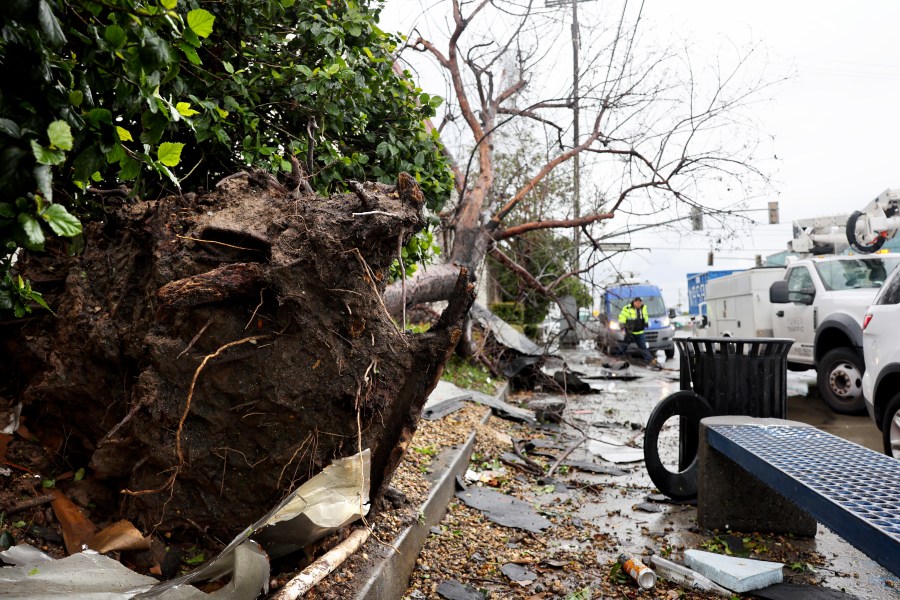 A utility worker walks near an uprooted tree after a rare tornado touched down and ripped up building roofs in a Los Angeles suburb on March 22, 2023. (Mario Tama/Getty Images)