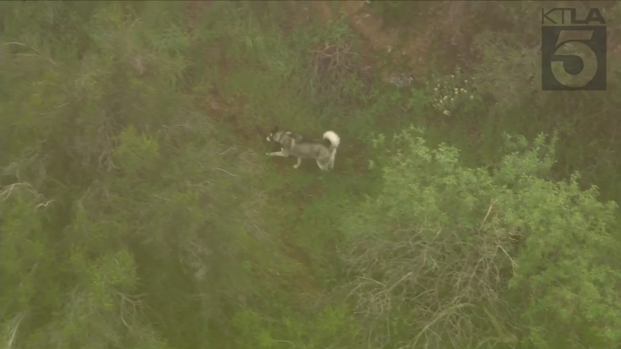 Crews rescued a husky trapped in a wooded area near the Hollywood sign on March 16, 2023. (KTLA)