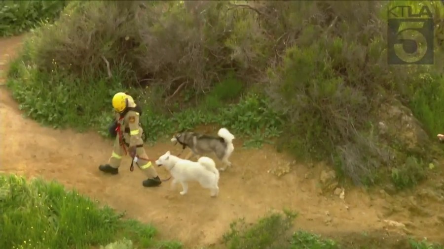 Crews rescued a husky trapped in a wooded area near the Hollywood sign on March 16, 2023. (KTLA)