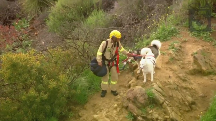 Crews rescued a husky trapped in a wooded area near the Hollywood sign on March 16, 2023. (KTLA)