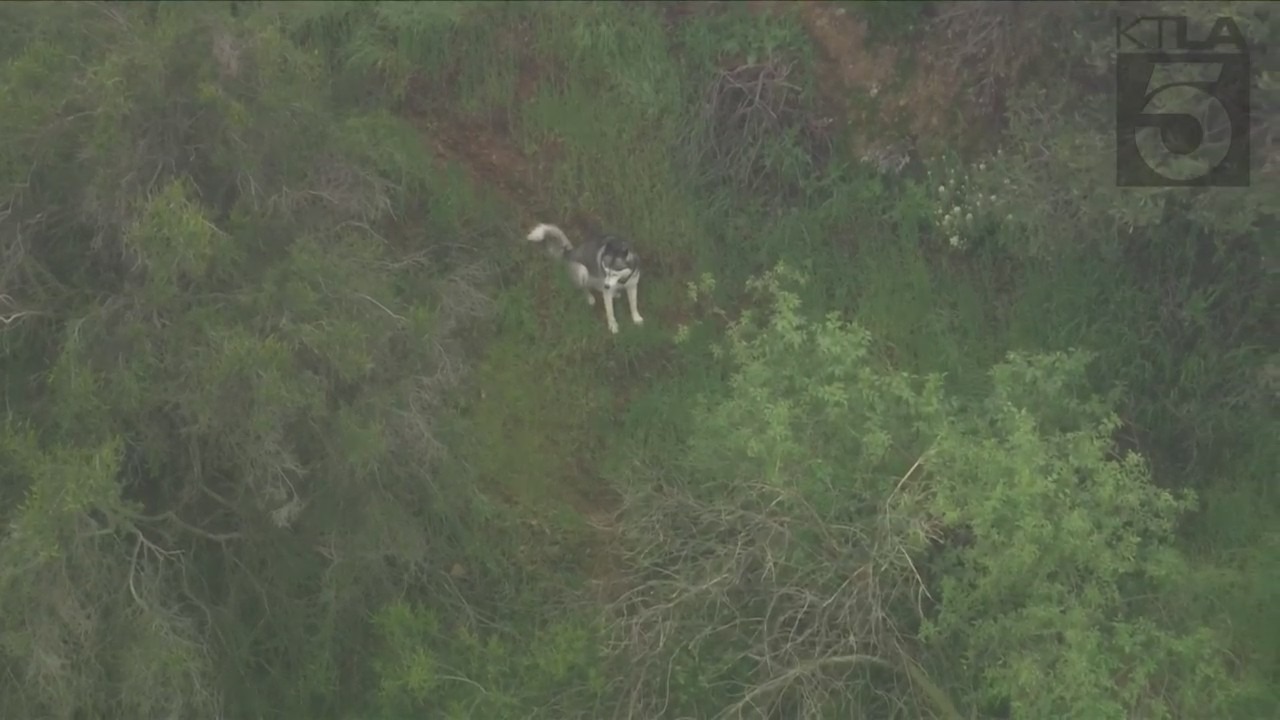 Crews rescued a husky trapped in a wooded area near the Hollywood sign on March 16, 2023. (KTLA)