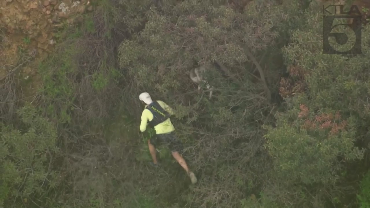 Hiker attempts to rescue a husky trapped in a wooded area near the Hollywood sign on March 16, 2023. (KTLA)