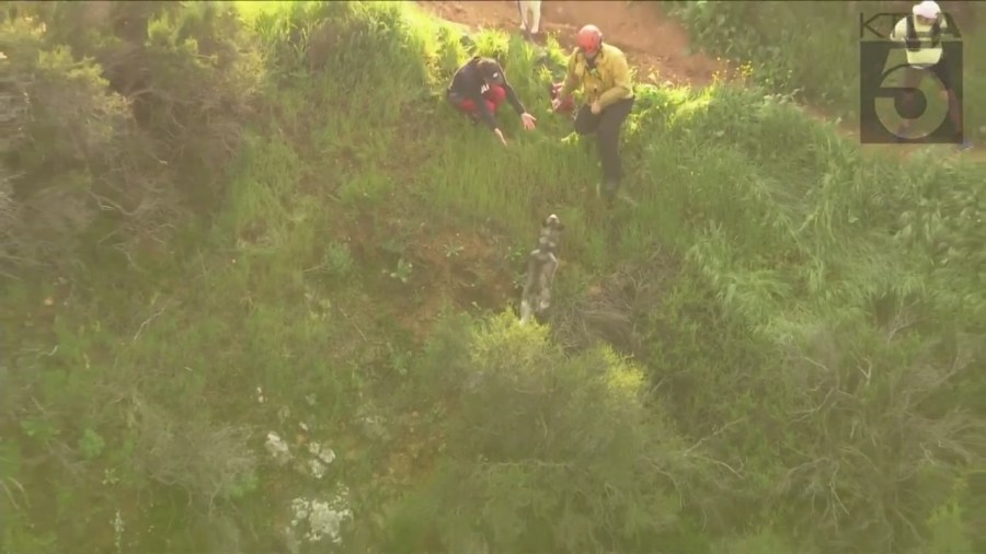 Crews rescued a husky trapped in a wooded area near the Hollywood sign on March 16, 2023. (KTLA)