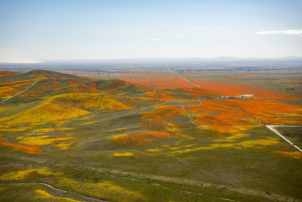 California superbloom