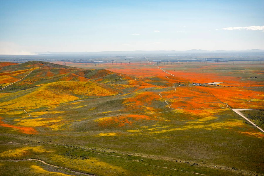 California superbloom