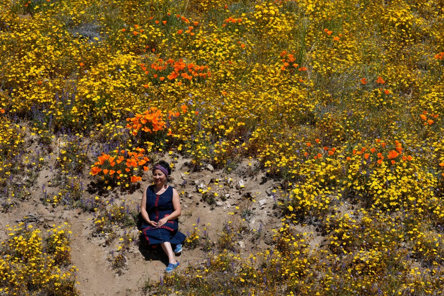 Poppy Superbloom