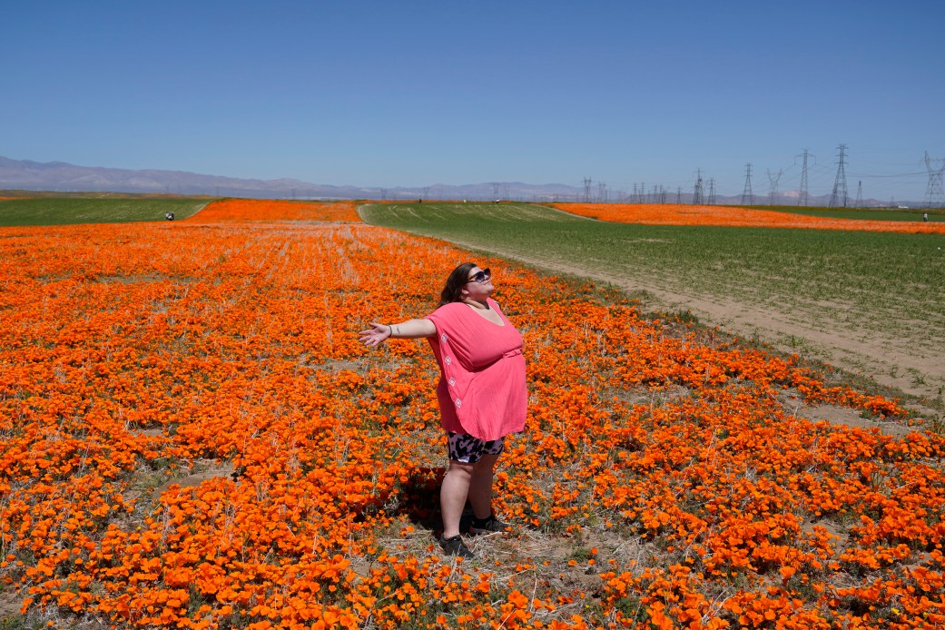 California Superbloom