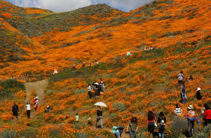 California Superbloom