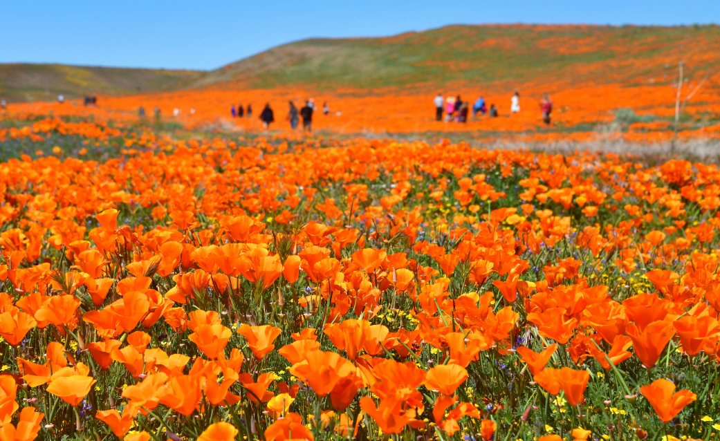 California Superbloom