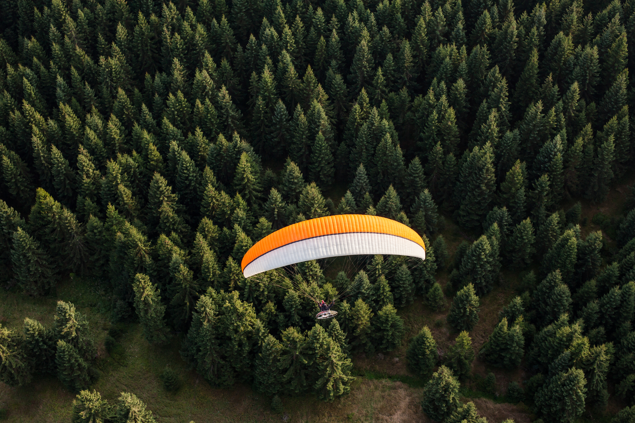 Paraglider over trees