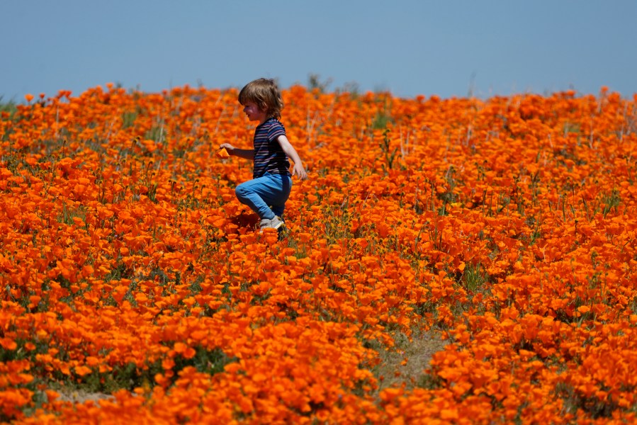 California Superbloom