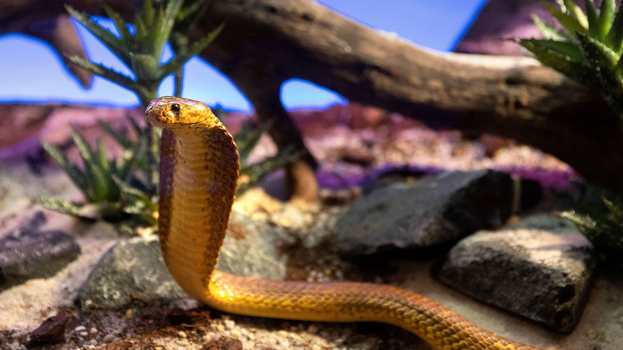 A picture taken on Oct. 5, 2018, at the Palais de la Decouverte in Paris shows a Cape cobra during the installation of an exhibition called "Poison" gathering 30 poisonous species. (Joel Saget/AFP via Getty Images)