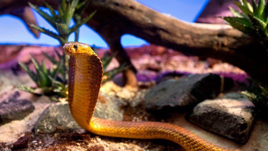 A picture taken on Oct. 5, 2018, at the Palais de la Decouverte in Paris shows a Cape cobra during the installation of an exhibition called "Poison" gathering 30 poisonous species. (Joel Saget/AFP via Getty Images)