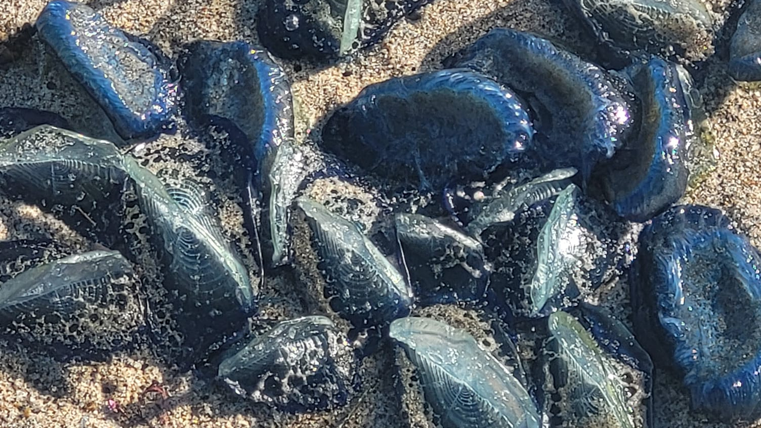 By-the-wind sailors at Zuma Beach