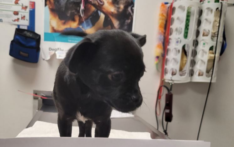 The two-month-old black female puppy named Raisin is recovering after being thrown while inside a crate in Tujunga on March 27, 2023. (Los Angeles Police Department)