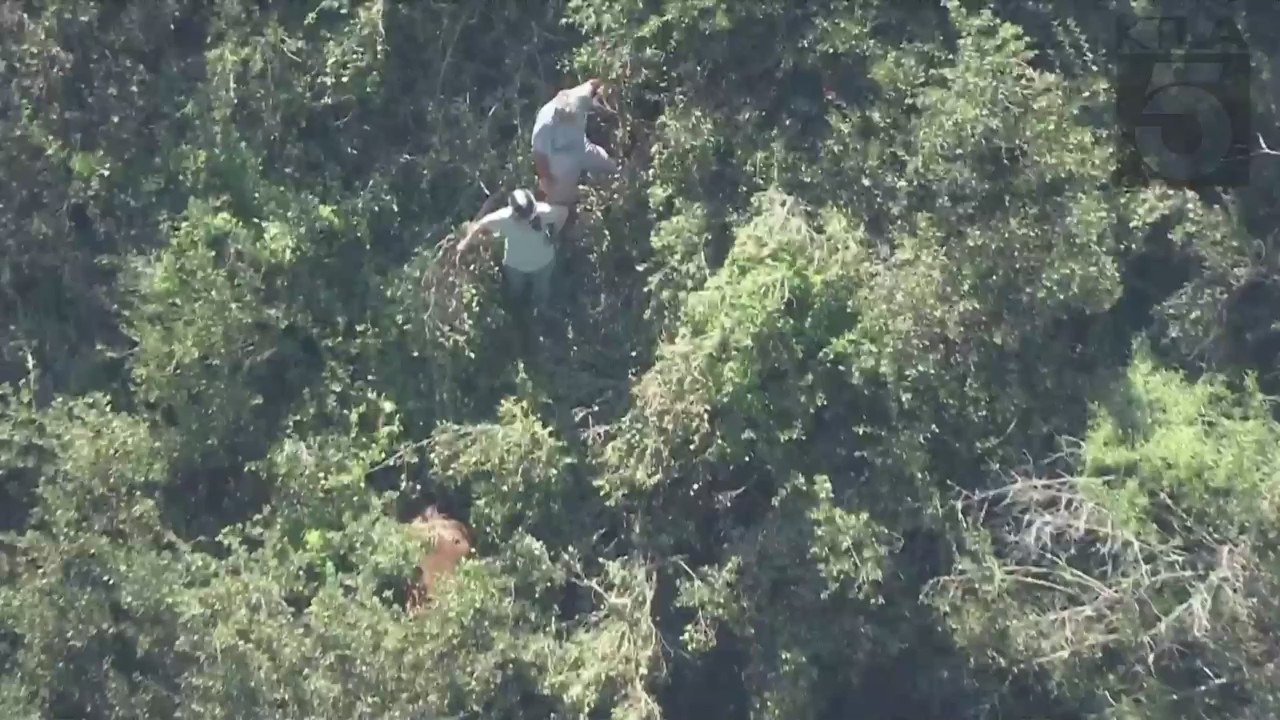 Crews working to rescue two horses trapped under heavy brush in Palos Verdes on April 28, 2023. (KTLA)