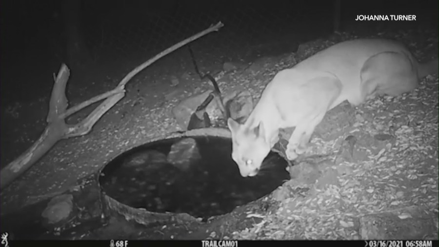 Locals say the La Tuna Canyon Cougar, who is fondly known by locals, would be one of the wildlife species driven out if a proposed luxury housing development in the Verdugo mountains was allowed. (KTLA)