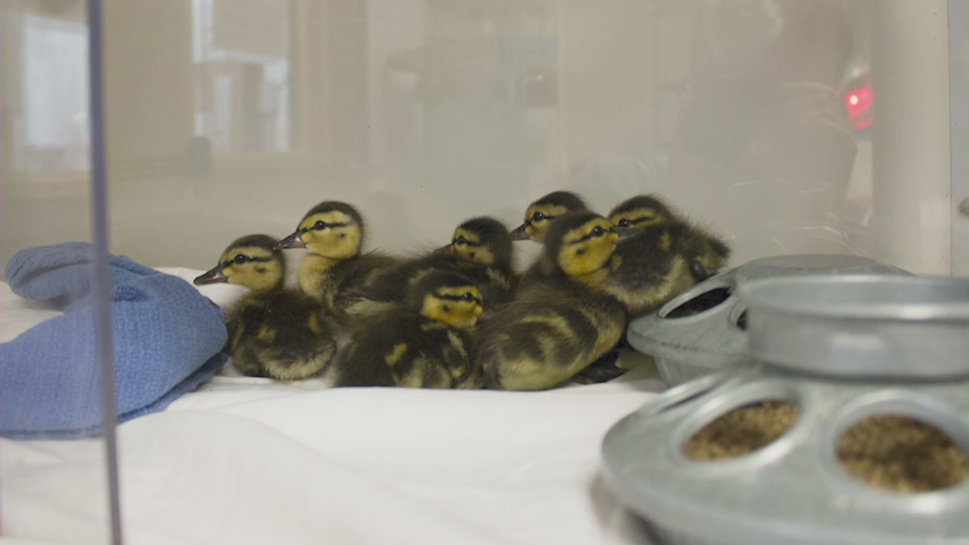 Baby ducks at a Southern California sanctuary. (KTLA)