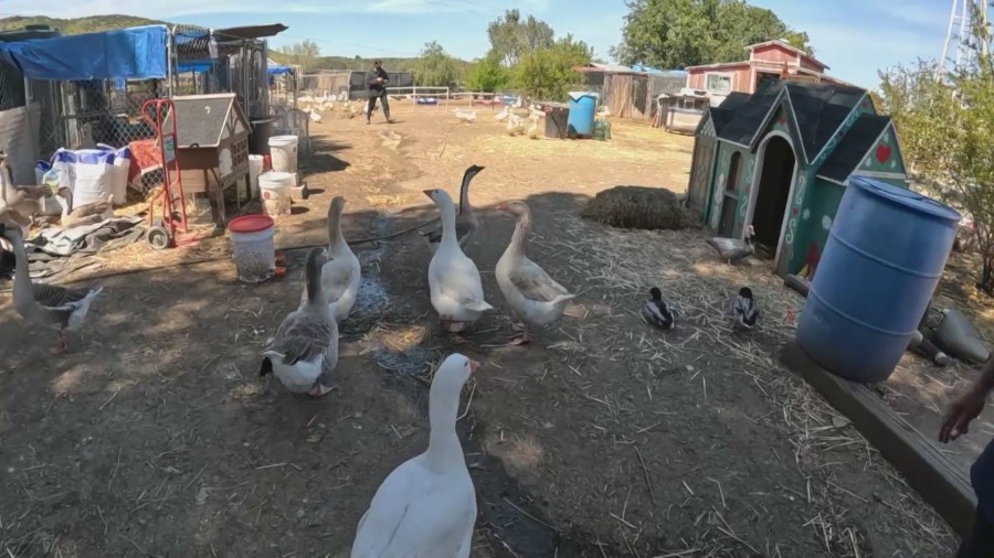 Ducks who were abandoned and rescued now reside at a Lake Elsinore sanctuary. (KTLA)