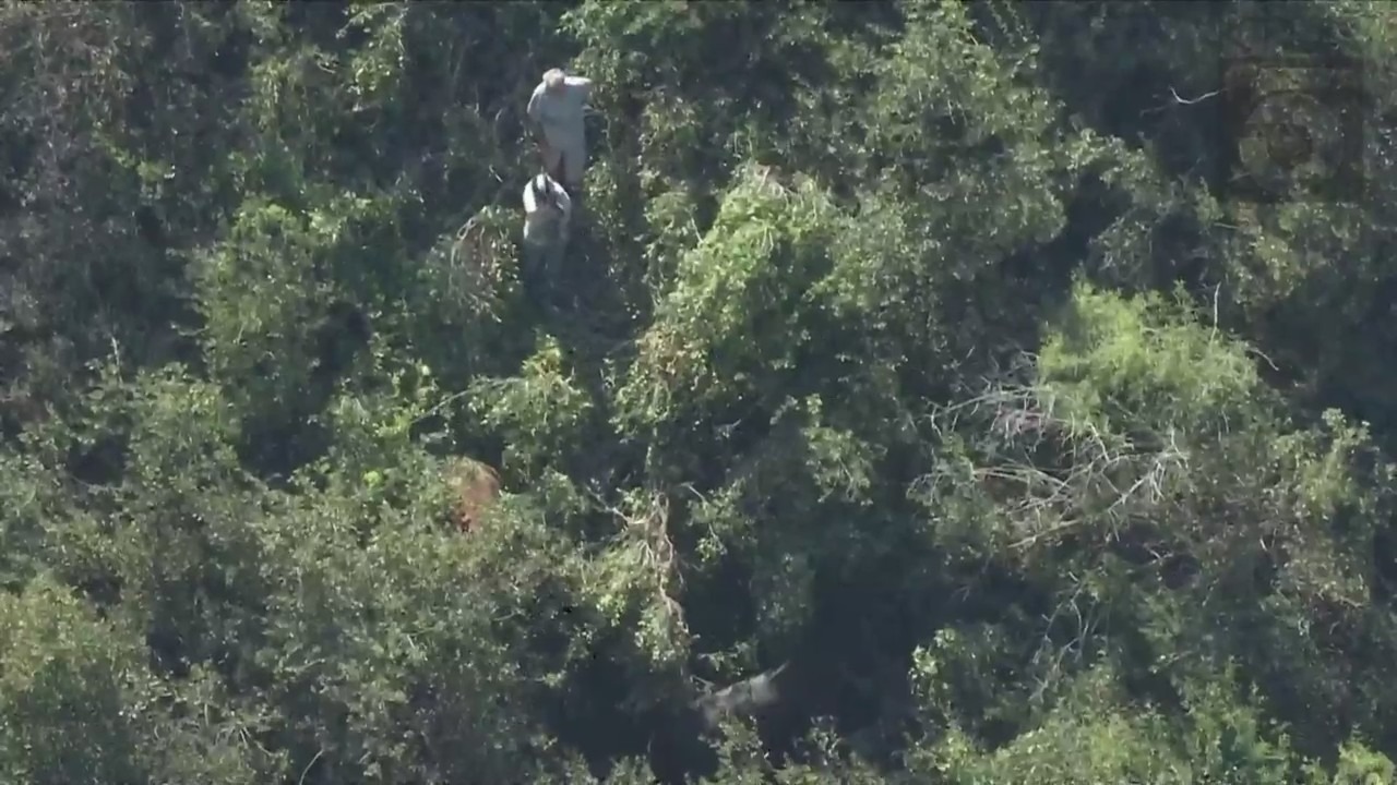 Crews working to rescue two horses trapped under heavy brush in Palos Verdes on April 28, 2023. (KTLA)