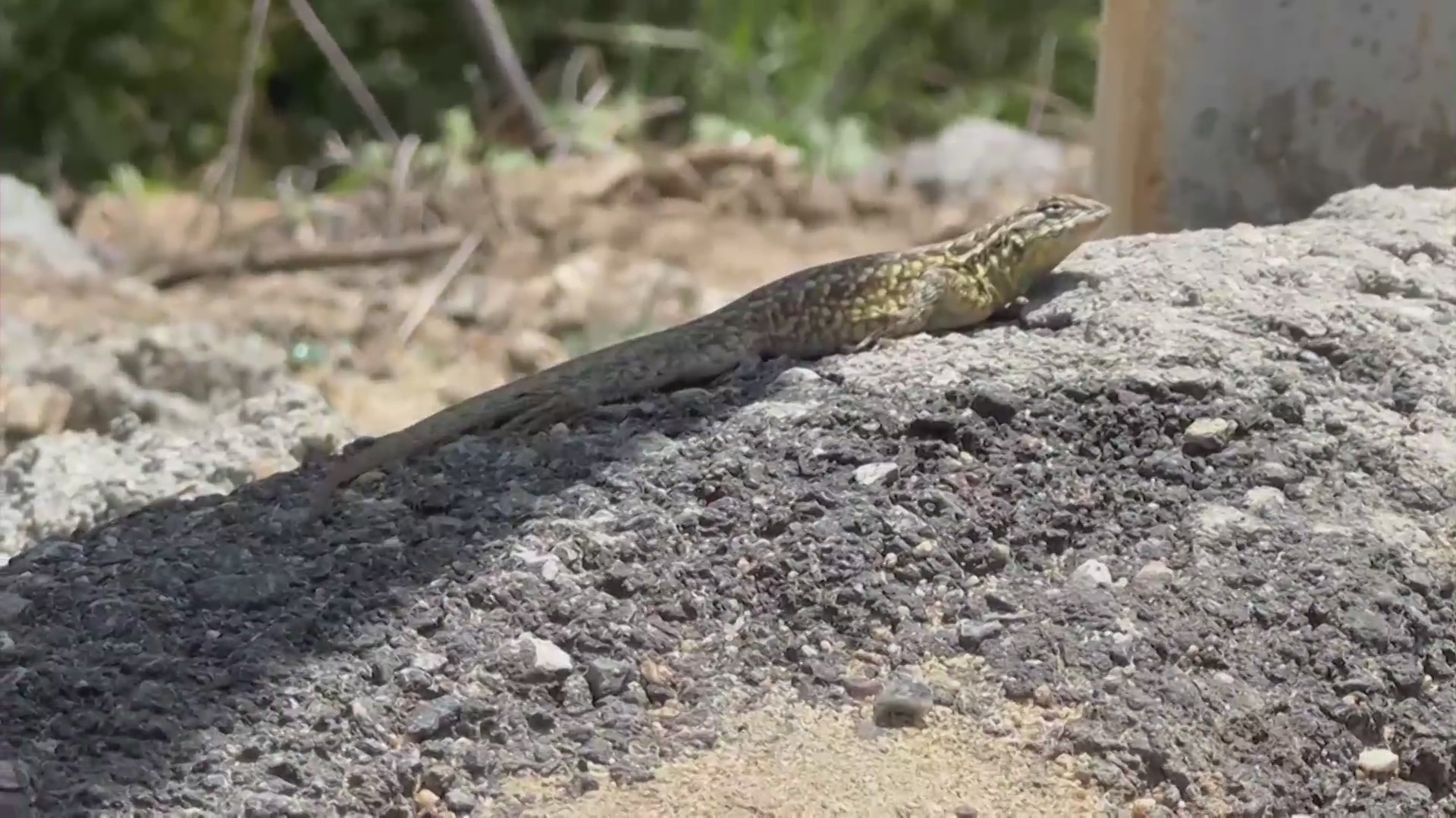 Residents concerned that a proposed luxury housing development in the Verdugo mountains will wipe out natural landscapes and displace wildlife. (KTLA)