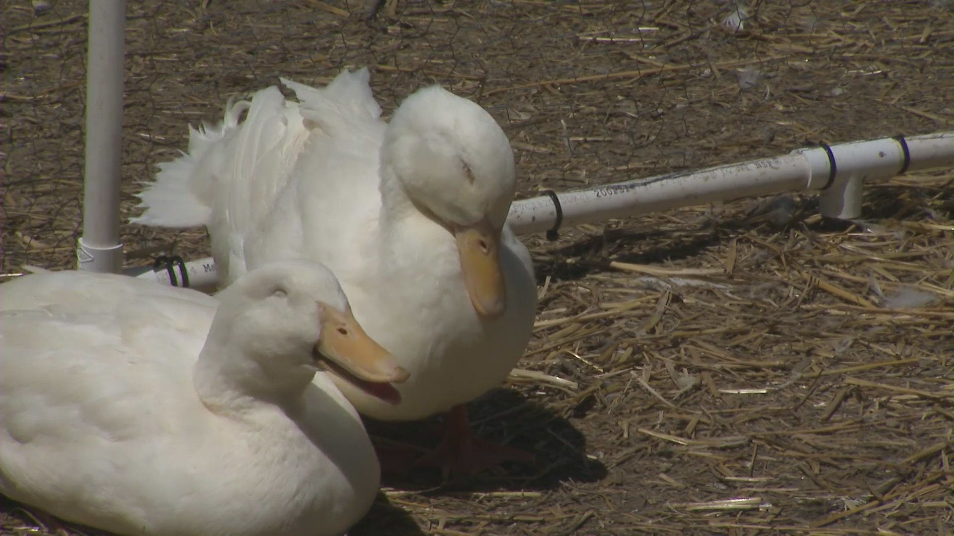 Ducks who were abandoned and rescued now reside at a Lake Elsinore sanctuary. (KTLA)