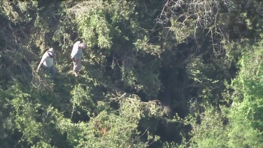 Crews working to rescue two horses trapped under heavy brush in Palos Verdes on April 28, 2023. (KTLA)