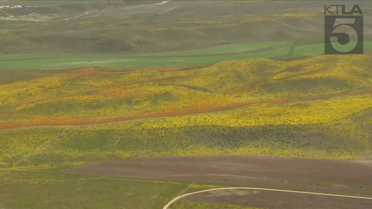 Poppy Superbloom