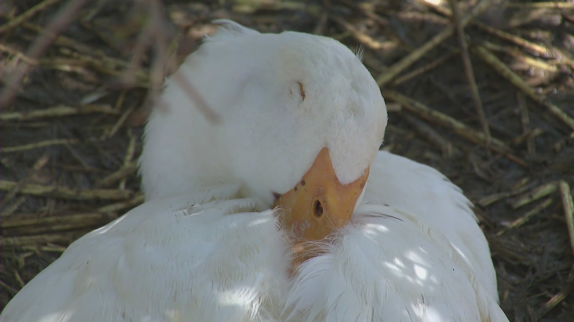 Ducks who were abandoned and rescued now reside at a Lake Elsinore sanctuary. (KTLA)